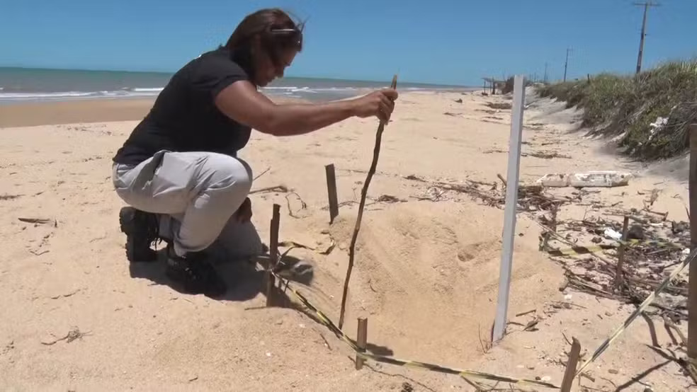 Proteção aos ninhos de Tartarugas em Alcobaça: Uma luta contra o roubo de Ovos 2 Roubo de Ovos,Tamar,Tartarugas,Alcobaça
