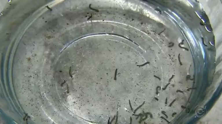 Pote que engana Mosquito: Nova solução contra Dengue em Salvador