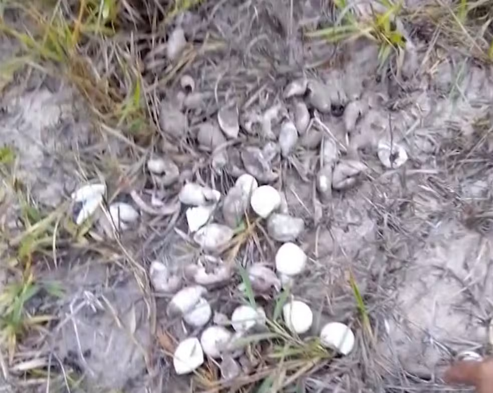 Proteção aos ninhos de Tartarugas em Alcobaça: Uma luta contra o roubo de Ovos 4 Roubo de Ovos,Tamar,Tartarugas,Alcobaça