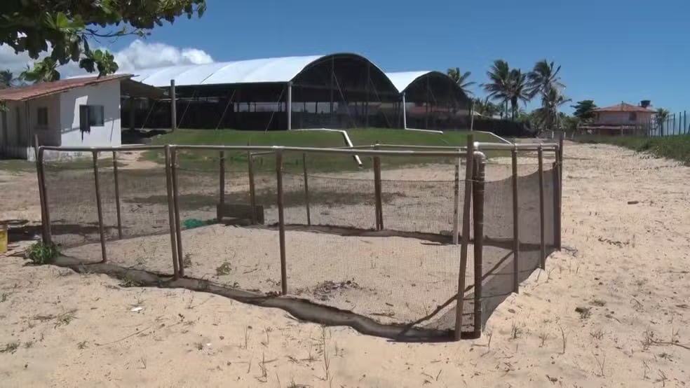 Proteção aos ninhos de Tartarugas em Alcobaça: Uma luta contra o roubo de Ovos 3 Roubo de Ovos,Tamar,Tartarugas,Alcobaça