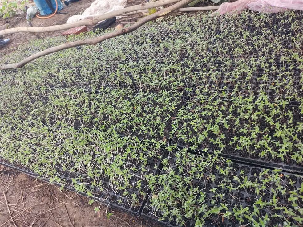 Plantação de Maconha