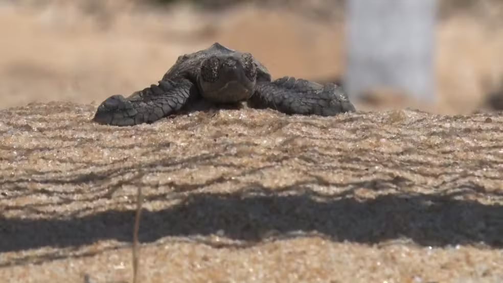 Proteção aos ninhos de Tartarugas em Alcobaça: Uma luta contra o roubo de Ovos 1 Roubo de Ovos,Tamar,Tartarugas,Alcobaça