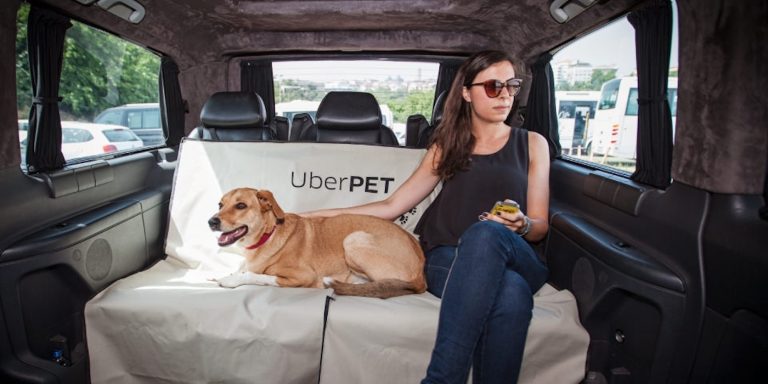 Uber pet em Salvador