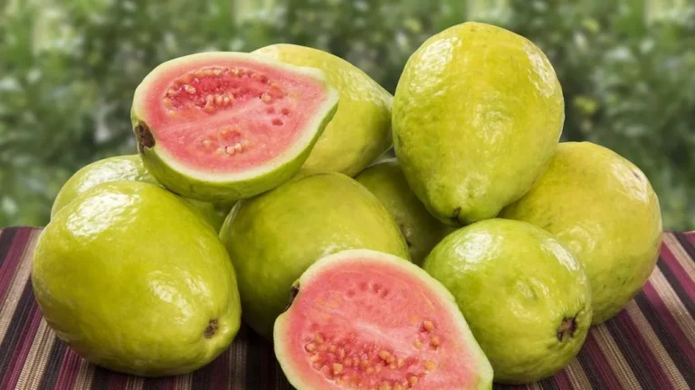 Estudantes baianos desenvolvem protetor solar sustentável com folha da goiabeira