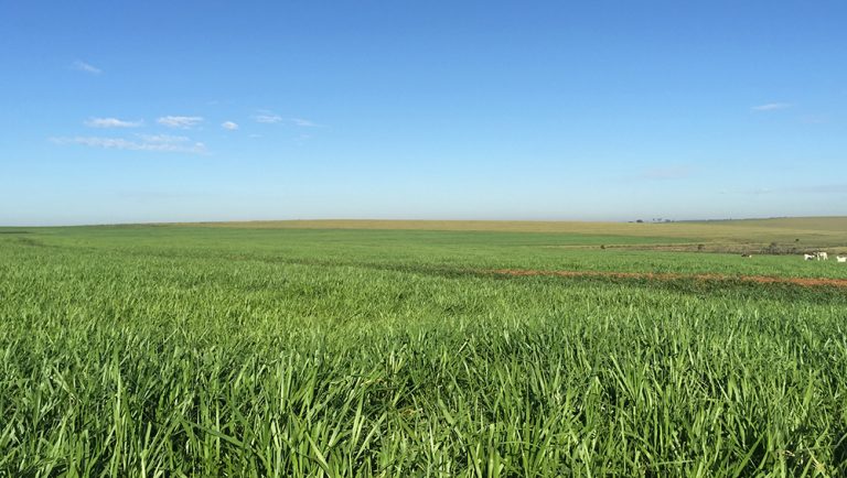 Pastagens degradadas serão convertidas em ações sustentáveis no Brasil