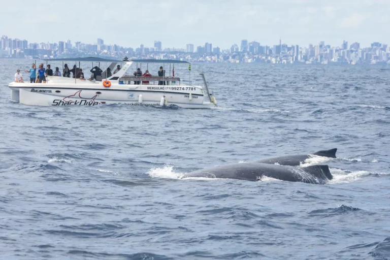 Projeto Baleia Jubarte impulsiona economia com turismo de observação na Bahia