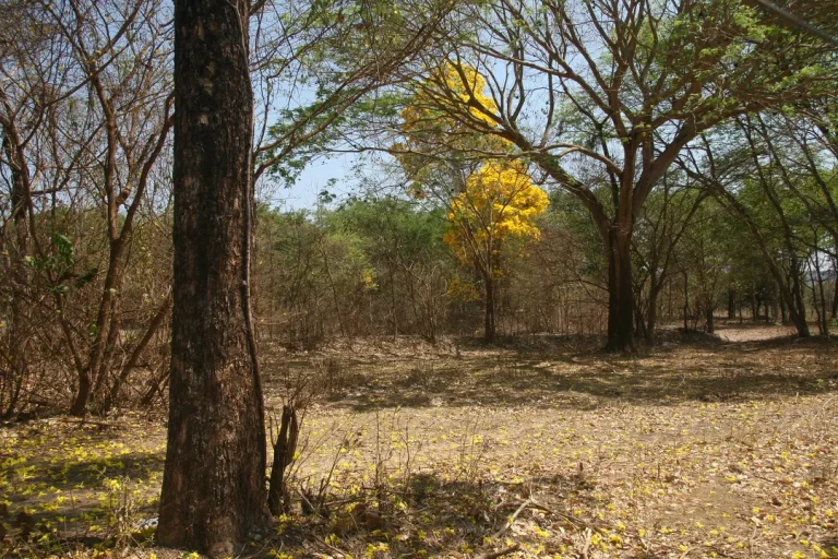 Bahia se posiciona como referência ambiental na COP 30 com ações em energia, agro e reflorestamento